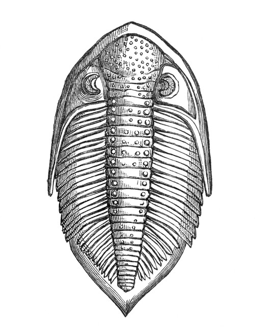 Asaphus Trilobite Poster Print by Science Source - Item # VARSCI9N3099
