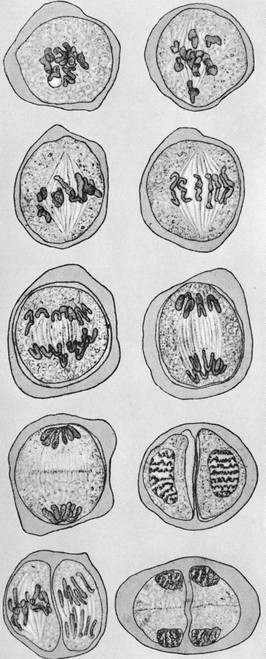 Cell division Poster Print by Science Source - Item # VARSCIBD9298