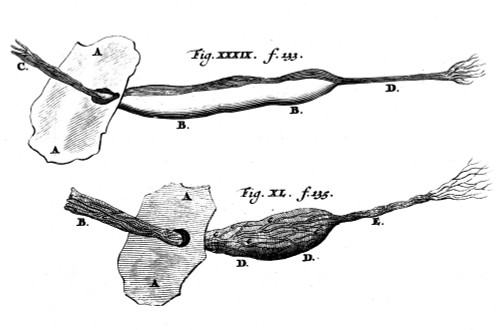 Nuck's Canal in Dog and Human, 17th Century Poster Print by Science Source - Item # VARSCIJB7437