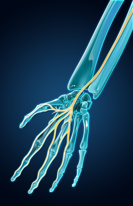 Median Nerve, Illustration Poster Print by Evan Oto/Science Source - Item # VARSCIJC7415