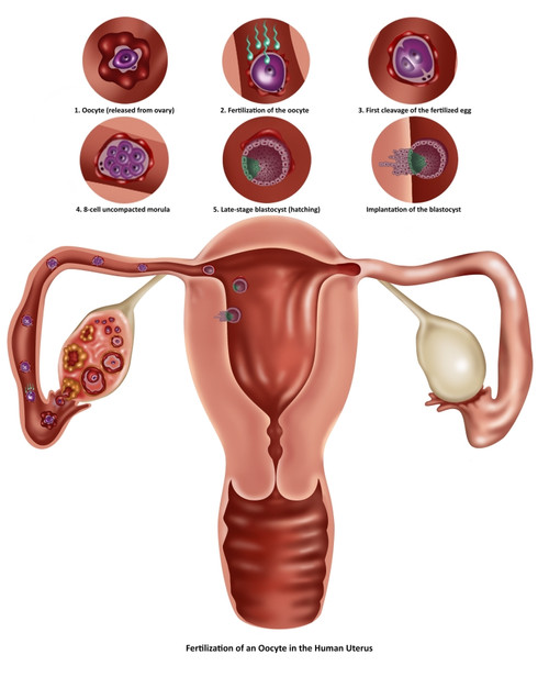 Fertilization Poster Print by Gwen Shockey/Science Source - Item # VARSCIBV9934