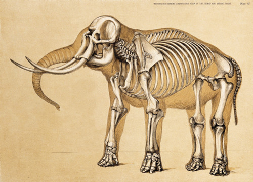 Skeleton of Elephant, 1860 Poster Print by Science Source - Item # VARSCIJB6785