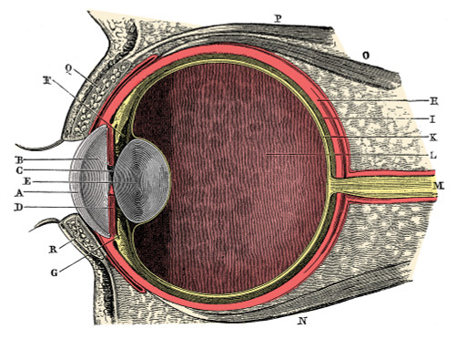 Anatomy of Human Eye Poster Print by Science Source - Item # VARSCIBS5694