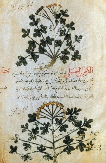 Dioscorides's "De Materia Medica", 13th Century Poster Print by Science Source - Item # VARSCIBP5628