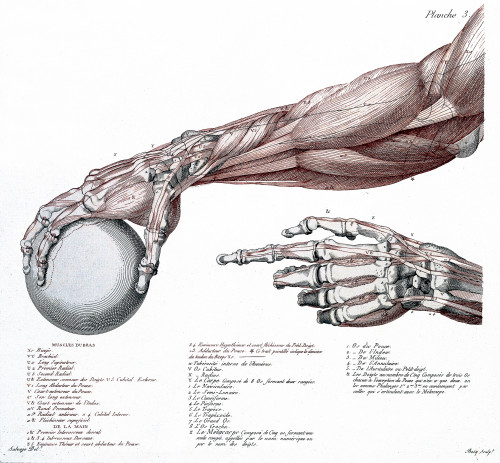 Arm, Anatomy, Salvage Illustration, 1812 Poster Print by Science Source - Item # VARSCIJA1824