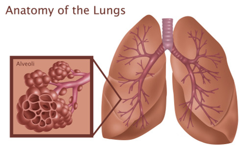 Lungs and Alveoli Poster Print by Gwen Shockey/Science Source - Item # VARSCIBZ3640