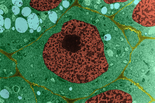 Onion Root Cell Poster Print by Science Source - Item # VARSCIJE9341
