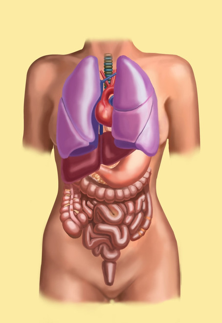 Organ System on a Female Torso Poster Print by Spencer Sutton/Science Source