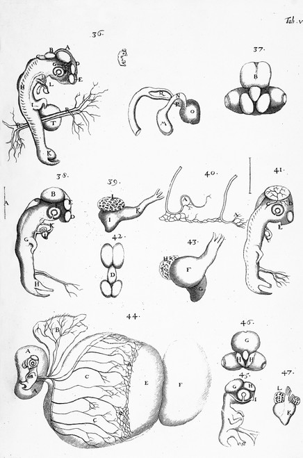 Chick Embryology, Malpighi, 1687 Poster Print by Science Source