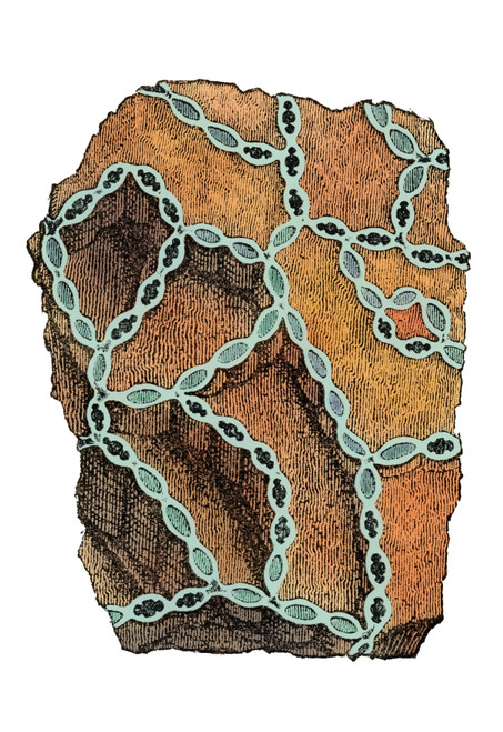 Coral Fossil Poster Print by Science Source - Item # VARSCIJB3480