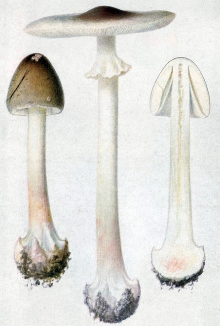 Deadly Amanita, Poisonous Mushroom Poster Print by Science Source - Item # VARSCIJC1086