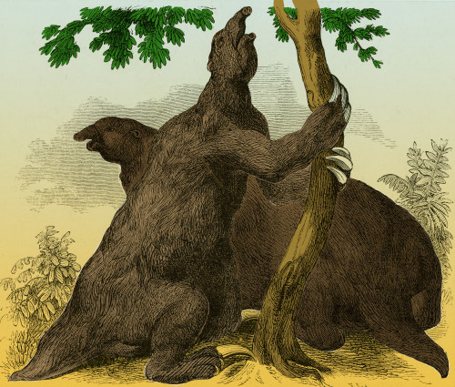 Megatherium, Cenozoic Mammal Poster Print by Science Source - Item # VARSCIBP6273