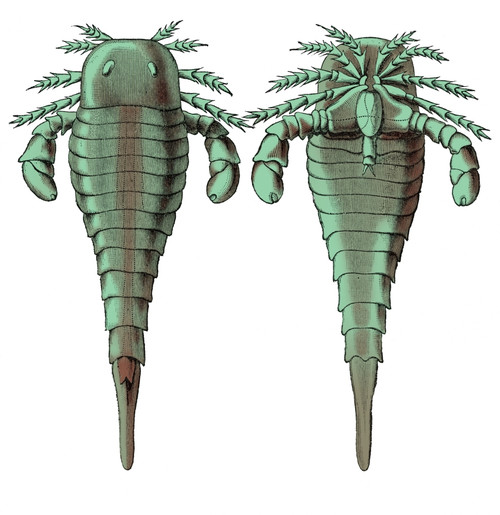 Silurian Eurypterid Poster Print by Science Source - Item # VARSCIJB3482