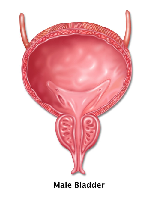 Male Bladder, Illustration Poster Print by Gwen Shockey/Science Source - Item # VARSCIJB6936