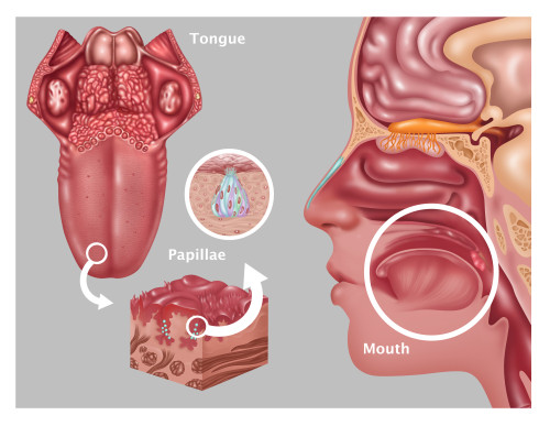 Anatomy of Taste, Illustration Poster Print by Gwen Shockey/Science Source