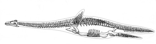 Plesiosauria Skeleton, Mesozoic Reptile Poster Print by Science Source - Item # VARSCIBX3739