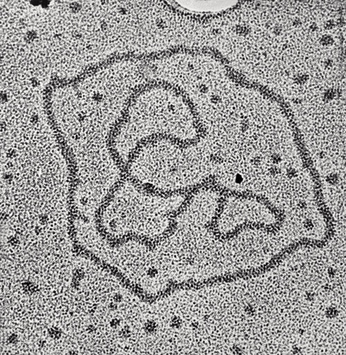 Viral DNA Rings Poster Print by Science Source