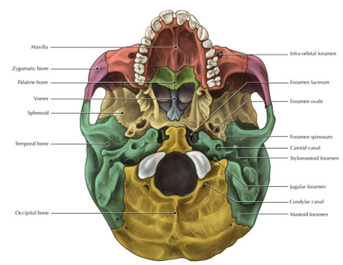 Bones of the Skull Poster Print by Evan Oto/Science Source - Item # VARSCIBV8998