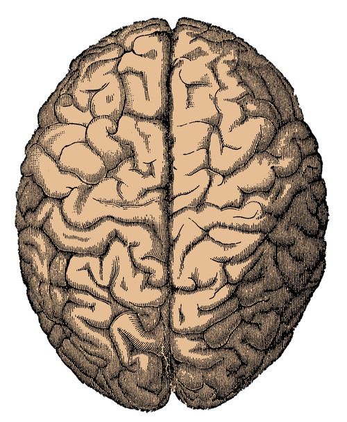 Brain Poster Print by Science Source - Item # VARSCIBS4896