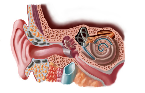 Human Ear Poster Print by Spencer Sutton/Science Source - Item # VARSCIBU5180