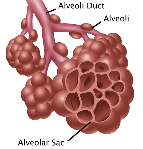 Alveoli Poster Print by Gwen Shockey/Science Source - Item # VARSCIBZ3611
