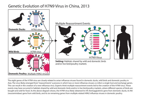 H7N9, Influenza A, Avian Flu Virus Poster Print by Science Source - Item # VARSCIJC1396