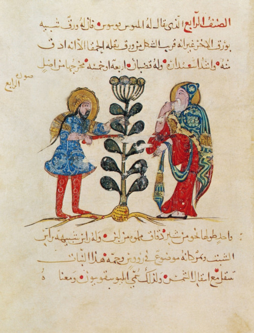 Dioscorides's "De Materia Medica", 13th Century Poster Print by Science Source - Item # VARSCIBP5625
