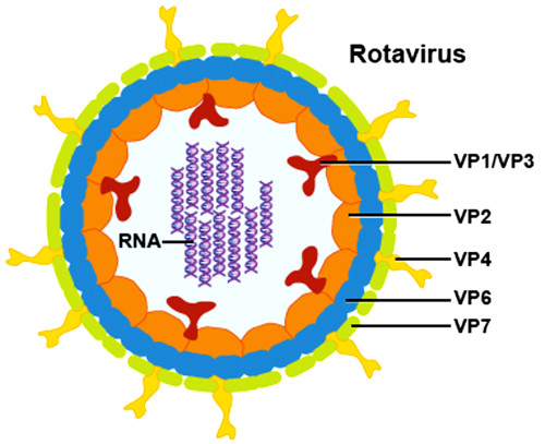 Rotavirus Poster Print by Science Source - Item # VARSCIBV5384