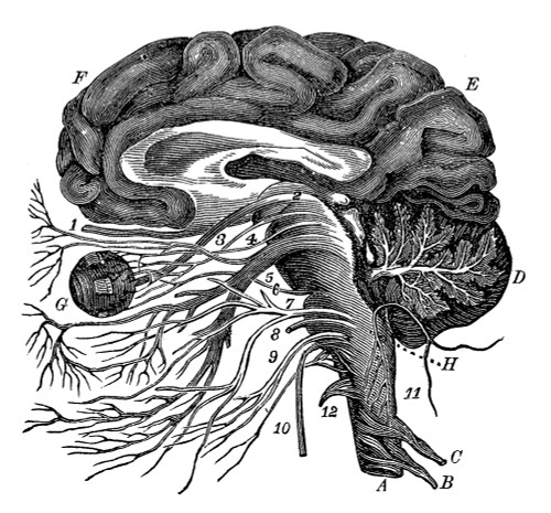 Brain and Cranial Nerves Poster Print by Science Source - Item # VARSCIBS4919