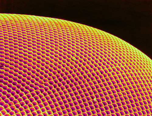 Deer Fly Eye, SEM Poster Print by Science Source - Item # VARSCIBS7951