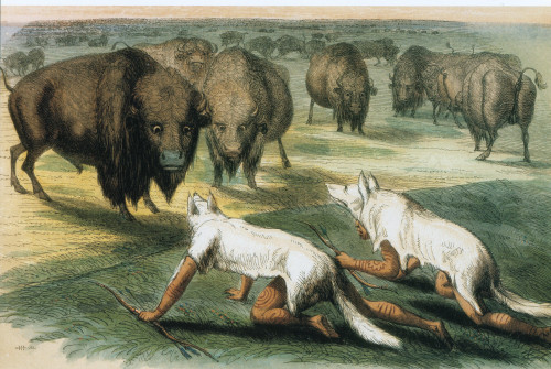 Native Americans Camouflaged for Buffalo Hunt Poster Print by Science Source