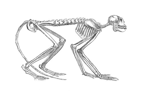Mesopithecus Poster Print by Science Source