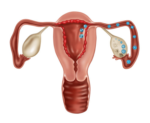 Ovulation and Fertilization, Illustration Poster Print by Gwen Shockey/Science Source - Item # VARSCIJC1450