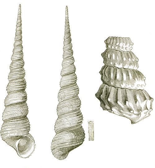 Gastropod & Ammonite Poster Print by Science Source - Item # VARSCI9N3169