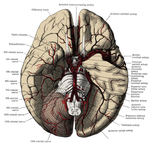 Arteries of the Brain Poster Print by Science Source - Item # VARSCIBQ2808