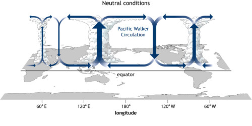 Walker Circulation Poster Print by Science Source