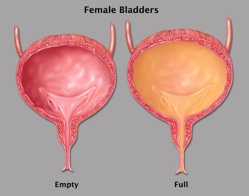 Empty and Full Female Bladder, Illustration Poster Print by Gwen Shockey/Science Source