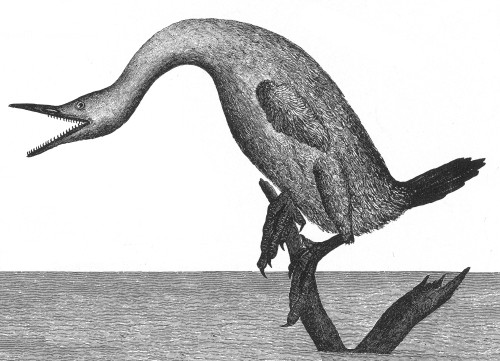 Hesperornis, Cretaceous Flightless Bird Poster Print by Science Source - Item # VARSCIBX3747