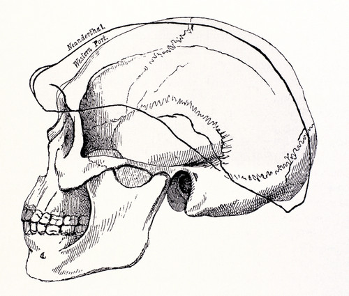 Neandertal Skull Poster Print by Science Source - Item # VARSCIBD6717