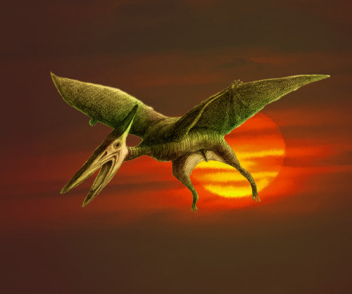 Pterodactyl Poster Print by Spencer Sutton/Science Source - Item # VARSCIBT9738