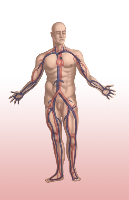 Cardiovascular System in Male Anatomy Poster Print by Spencer Sutton/Science Source - Item # VARSCIJB9158