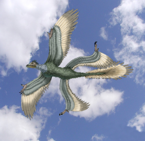 Microraptor Poster Print by Spencer Sutton/Science Source - Item # VARSCIBU0957