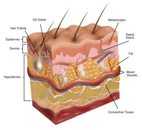 Skin Poster Print by Gwen Shockey/Science Source - Item # VARSCIBW6691