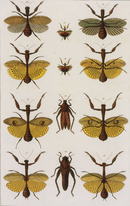 Insects, Seba's Thesaurus, 1734 Poster Print by Science Source - Item # VARSCIBW7018