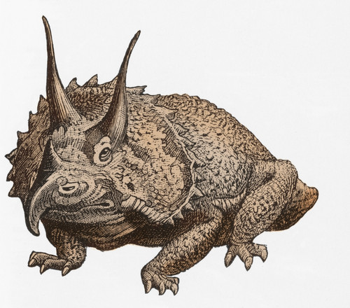 Triceratops Illustration Poster Print by Science Source - Item # VARSCIBP3378
