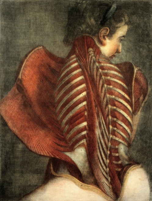 Female Back Muscles, 1746 Poster Print by Science Source - Item # VARSCIJB5401