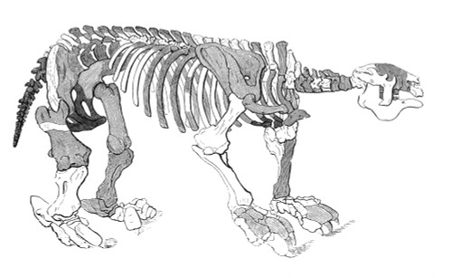 Megatherium Skeleton Poster Print by Science Source - Item # VARSCI9N3196