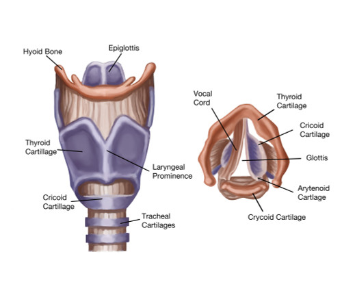 Larynx Poster Print by Spencer Sutton/Science Source - Item # VARSCIBZ4000