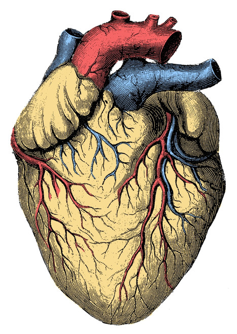 Heart Poster Print by Science Source - Item # VARSCIBQ2811