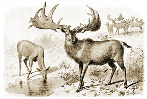 Extinct Irish Elk, Megaloceros giganteus Poster Print by Science Source - Item # VARSCIJB7454